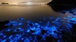 Luminous Lagoon Small Group Tour from Ocho Rios