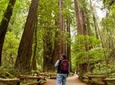 Redwoods of Marin and Mt. Tamalpais Walking Tour with Local Guide