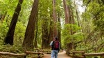 Redwoods of Marin and Mt. Tamalpais Walking Tour with Local Guide
