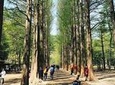 Nami Island, Petite France, Rail Bike and Garden of Morning Calm Tour