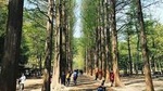 Nami Island, Petite France, Rail Bike and Garden of Morning Calm Tour