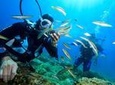 Nha Trang Diving Tour to Hon Mun Island