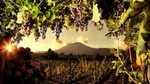 Pompeii and Wine Tasting on the slopes of Mount Vesuvius from Naples