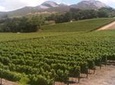 Private Cape Winelands Guided Day Tour from Stellenbosch OR Franschhoek OR Paarl