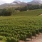 Private Cape Winelands Guided Day Tour from Stellenbosch OR Franschhoek OR Paarl