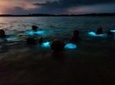 Luminous Lagoon Glistening Water Nocturnal Tour from Montego Bay and Falmouth 