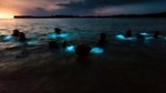 Luminous Lagoon Glistening Water Nocturnal Tour from Montego Bay and Falmouth 