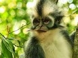 Private Full-Day Bukit Lawang Trekking Tour From Medan