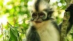 Private Full-Day Bukit Lawang Trekking Tour From Medan