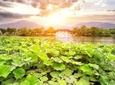 Private Tour Hangzhou West Lake and Tea Fields Discovery