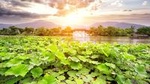 Private Tour Hangzhou West Lake and Tea Fields Discovery