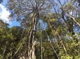 Tree Top Climbing Monteverde