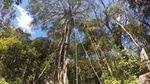 Tree Top Climbing Monteverde