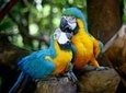 Guira Oga Bird Park Admission with Iguazú Falls Upgrade