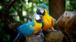 Guira Oga Bird Park Admission with Iguazú Falls Upgrade