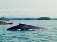 Whale Watching and Island Tour in the Gulf of Chiriqui