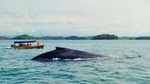 Whale Watching and Island Tour in the Gulf of Chiriqui