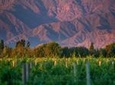 Cafayate Wine Route Day Tour from Salta