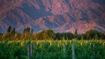 Cafayate Wine Route Day Tour from Salta