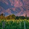 Cafayate Wine Route Day Tour from Salta