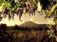 Wine Tasting on the slopes of Mount Vesuvius from Naples