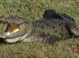 Yala Safari Private Day Trip from Bentota and Kalutara Areas