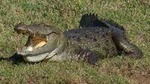 Yala Safari Private Day Trip from Bentota and Kalutara Areas