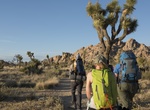 Hike Boy Scout Trail, Joshua Tree National Park, California