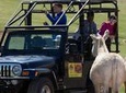 Jeep Bison Safari Custer Park