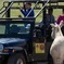 Jeep Bison Safari Custer Park