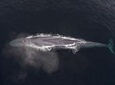 Half-Day Whale Watching Tour From Monterey
