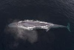 Half-Day Whale Watching Tour From Monterey