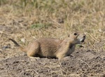 Visit Roberts Prairie Dog Town, Badlands National Park, South Dakota