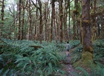 Hike Graves Creek Trail, Olympic National Park, Washington
