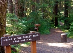 Hike Heart O' the Forest Trail, Olympic National Park, Washington
