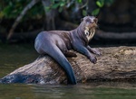 See Giant River Otters in the Amazon, South America