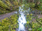 Hike Lover’s Lane Loop Trail, Olympic National Park, Washington