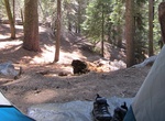 Camp at Canyon View Campground, Kings Canyon National Park, California