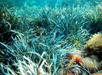 Snorkel Posidonia Seagrass Meadows, Ibiza, Spain