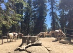 Horseback Ride Grant Grove Stables, Kings Canyon National King, California