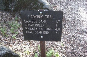 ladybug trail sequoia