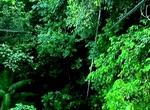 Explore Iwokrama Forest, Surama, Guyana 