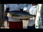 Fish in  Bisbee’s East Cape Offshore Tournament, Cabo San Lucas, Baja California, Mexico