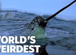 See a Narwhal 