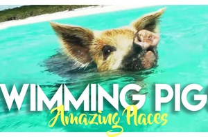 Pigs on Big Major Spot Cay (Pig Island)