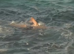 Swim Across the English Channel