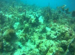 Dive or Snorkel Mingo Cay, U.S. Virgin Islands (USVI)