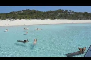 Pigs on Big Major Spot Cay (Pig Island)