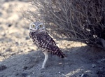 See a Burrowing Owl in Lake Mead NRA