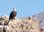 See a Bald Eagle in Lake Mead NRA